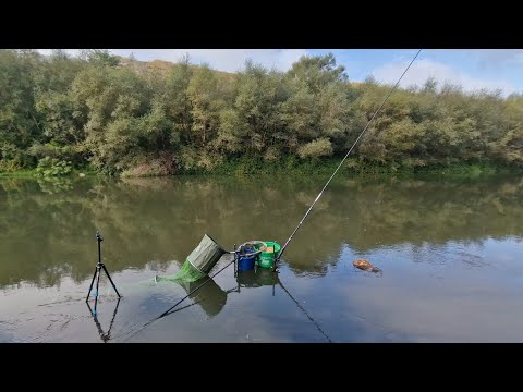 Видео: Река Струма - есенен риболов на скобар с директен телескоп 6-ца 