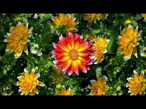 Видео: Терапия расслабления ума для мгновенного очищения от негативной энергии 🏵️ Успокойте разум и повы...