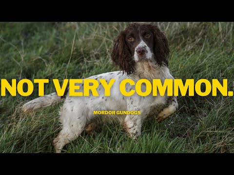 Видео: Собака, которая охотится СЛИШКОМ БЛИЗКО?!