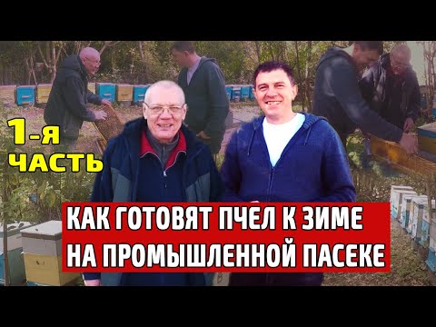 Видео: Как ПОДГОТОВИТЬ промышленную пасеку к Зиме?