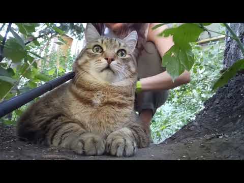 Видео: Толстый кот Степа встречает осень и кайфует на травке