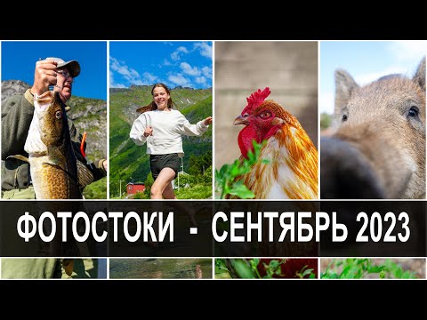 Видео: Фотостоки, 1100 долларов, Отчёт за сентябрь 2023. Первый рубеж пройден! Качал 7 фото в день..