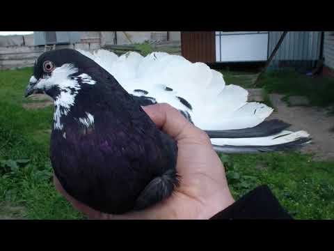 Видео: ГОЛУБИ    У    САШЫ     ЧИЧИКАЛО     КОМУ    ИНТЕРЕСНО       СМОТРИМ