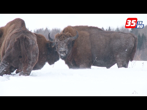 Видео: В Вологодской области живет самая северная популяция зубров