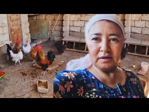Видео: Влог. Ал бүгін шарбақтағы тауық қораға бардым. Гүлеке