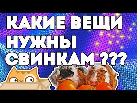 Видео: КАКИЕ ВЕЩИ НУЖНО КУПИТЬ ДЛЯ МОРСКИХ СВИНОК / ВЕЩИ МОРСКИХ СВИНОК