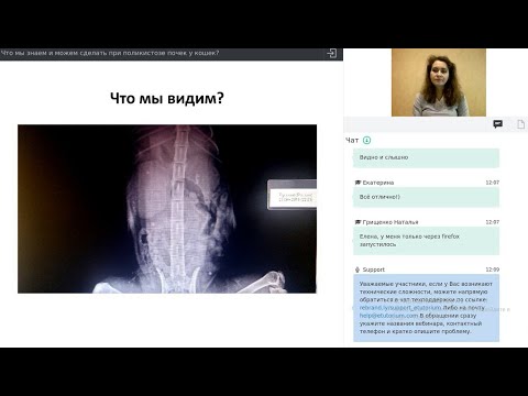 Видео: "Что мы знаем и можем сделать при поликистозе почек у кошек?" Войтова Л. Ю. вебинар за 19 05 20
