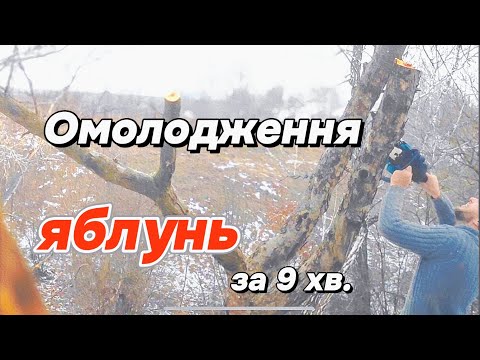 Видео: Старі дерева ще можуть родити як молоді. Для цього зробіть ОМОЛОДЖЕННЯ!