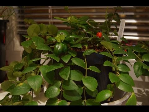 Видео: Все о ЭСХИНАНТУСЕ вечнозеленном комнатном растении!