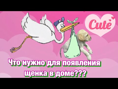 Видео: Что нужно для появления щенка в доме//Первые покупки для щенка