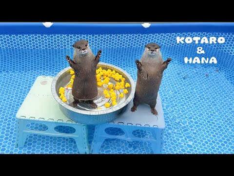 Видео: Выдры в восторге от нового бассейна и горки!