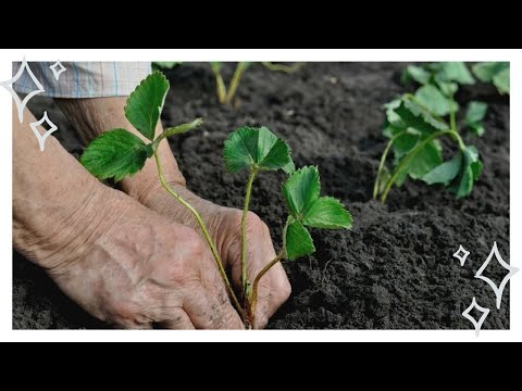 Видео: Пересадка клубники весной на новое место, чтобы она плодоносила