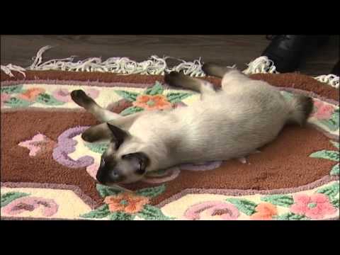 Видео: Меконгский бобтейл