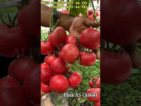 Видео: Pink X5 (A664) - чанглатиш усули мисолида памидор етиштиришда энг муҳим  тадбири.