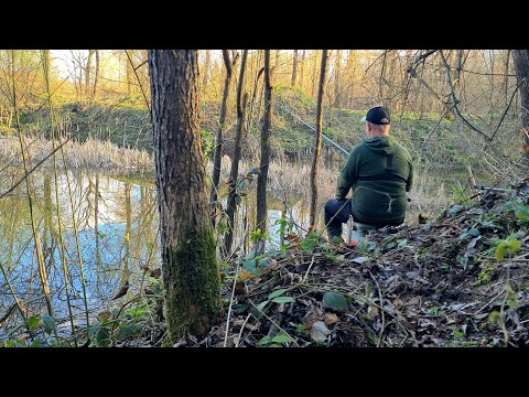 Видео: Рибалка На Озері в Лісі