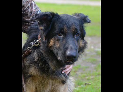 Видео: Мне нужен автодом #5 - Про фургоны