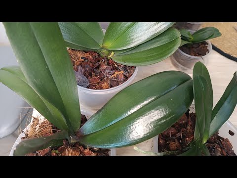 Видео: Пересадка орхочок та огляд грунтосумішей