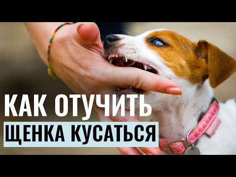 Видео: Как ОТУЧИТЬ ЩЕНКА КУСАТЬСЯ? Секреты успешного воспитания собаки