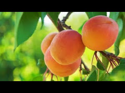 Видео: Варенье в термомиксе. Маринкины творинки. Всем МИРА и Добра!