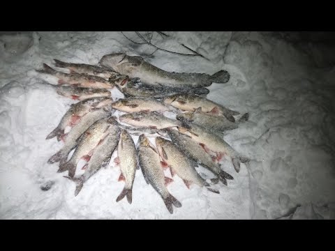 Видео: Несмотря на непогоду ловим рыбу на Печоре \ С каждым разом улов всё лучше