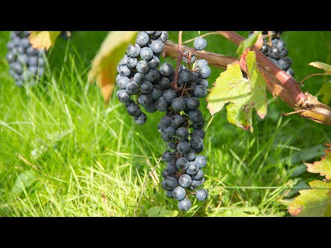 Видео: Когда и как снимать сусло с мезги?