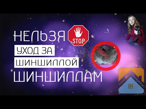 Видео: Что нельзя шиншиллам.  Уход за шиншиллой дома.  Важные нельзя!