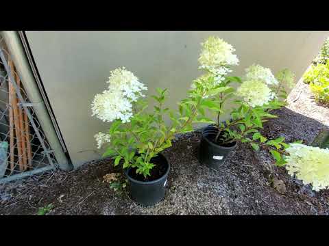 Видео: Метельчатая гортензия. Как размножить и получить пышный куст за 1 год.