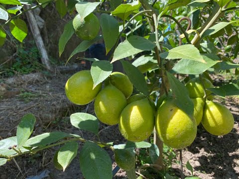 Видео: Никопольский лимонарий. Мейер в теплице и не только..🏡🍋🍋🍊