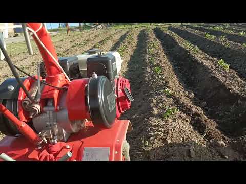 Видео: мотоблок Агат в деле первое окучивание картошки