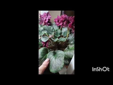 Видео: Добавила света фиалкам. Что получается...