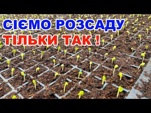 Видео: Як сіяти баклажани, помідори  та перець в домашніх умовах ?