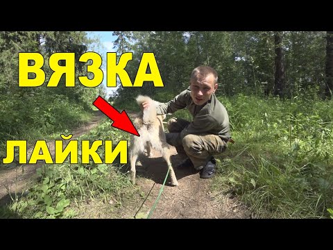 Видео: 3 совета по вязке собаки для начинающих охотников!