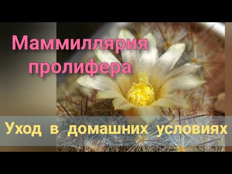 Видео: Как ухаживать за маммиллярией в домашних условиях?