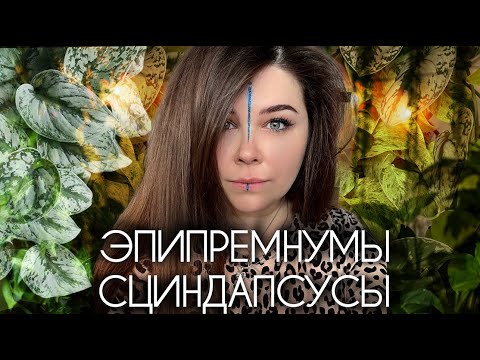 Видео: Эпипремнумы и сциндапсусы. Уход, пересадка, обзор