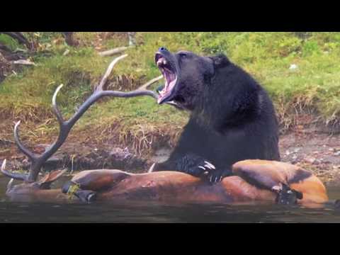Видео: Вот почему Бурый МЕДВЕДЬ — самый ОПАСНЫЙ Хищник! Лесной Гигант выходит на ОХОТУ!