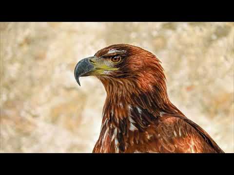 Видео: Зарядка созерцателя 👀 из эфира Утро славы 9.02.23 А. Яковишин