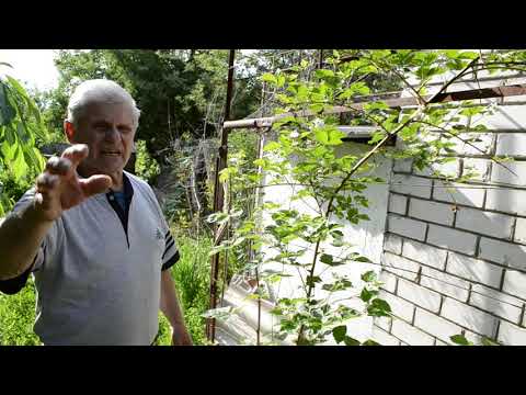 Видео: Ежевика: как увеличить морозостойкость
