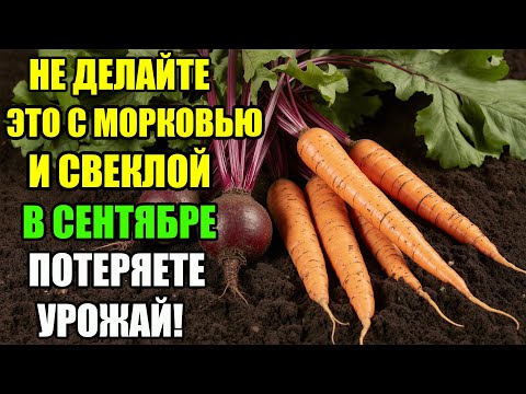 Видео: СЕНТЯБРЬ: ОДНА ОШИБКА С МОРКОВЬЮ И СВЕКЛОЙ И ВЫ ПОТЕРЯЕТЕ ВСЁ!