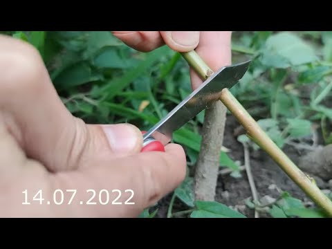 Видео: летняя прививка персикового дерева с результатом через год / bud grafting