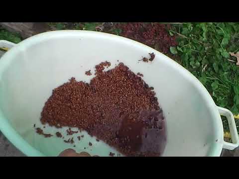 Видео: Виноградные косточки - залог здоровья сердца!