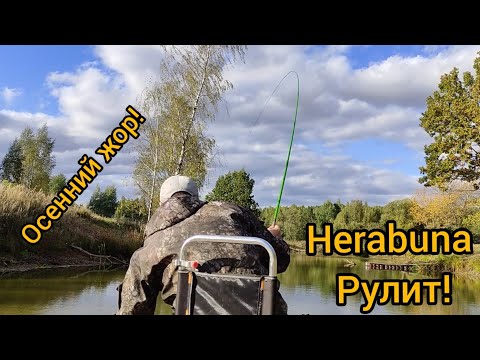 Видео: HERABUNA! ОСЕННИЙ ЖОР РЫБЫ! ЕЛЕ САДОК ВЫВОЛОК!