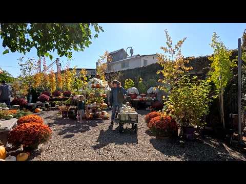 Видео: Последний урожай тыкв! (Их было ТАК МНОГО!) 🙌🎃🍂 // Garden Answer
