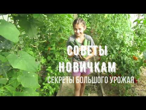 Видео: СЕКРЕТЫ БОЛЬШОГО УРОЖАЯ ОГУРЦОВ