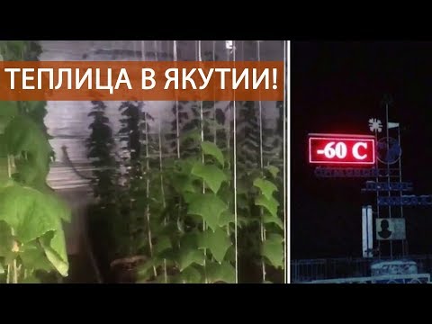 Видео: Теплица в Якутии или как выращивать огурцы дома под фитолампами в минус 30
