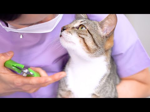 Видео: Игривый и милый уличный кот, я ухаживал за ним, прежде чем отправить на усыновление.😻🛁✂️❤️