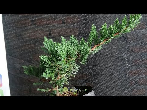 Видео: Бонсай из сосны: как это сделать в 2025 году #бонсай #дерево #жизнь #бонсайдерево #бонсаймини #де...