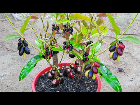 Видео: Безумное мастерство создания яванской сливы, быстро растущей с плодами папайи. Успех 1000%