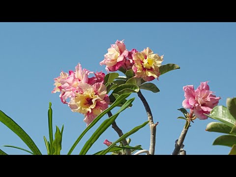 Видео: Июльское цветение Адениумов! Цвет настроения - любой! )