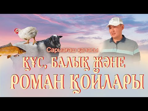 Видео: Саян баурымыздың шаруашылығында балық, құс және Романов қойлары.