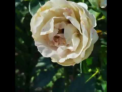 Видео: Обрізка троянд  після першого цвітіння.( для початківців)